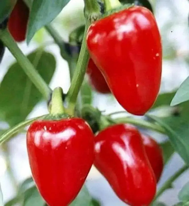 LARGE Hot Cherry Pepper Seeds, Capsicum annum, Great In Container ! - Caribbean garden seed