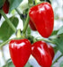 LARGE Hot Cherry Pepper Seeds, Capsicum annum, Great In Container ! - Caribbean garden seed