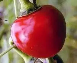 LARGE Hot Cherry Pepper Seeds, Capsicum annum, Great In Container ! - Caribbean garden seed