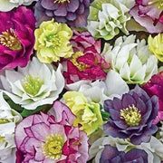 Lenten Rose Flowers SEED, 'Double Ladies Mixed' - Caribbean garden seed