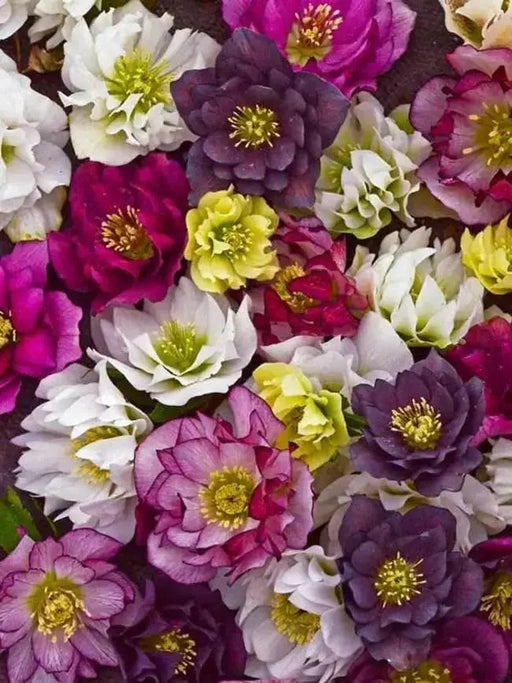 Lenten Rose Flowers SEED, 'Double Ladies Mixed' - Caribbean garden seed