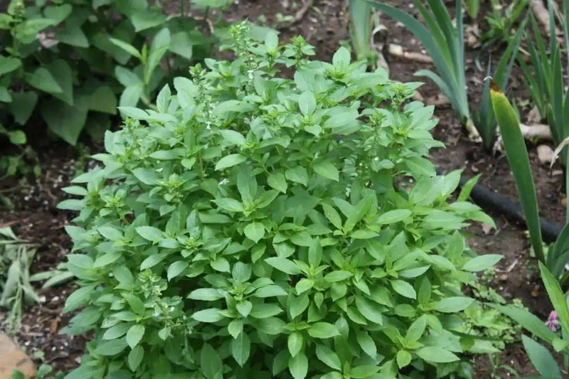 Lemon Basil, Herb Seeds - Caribbean garden seed