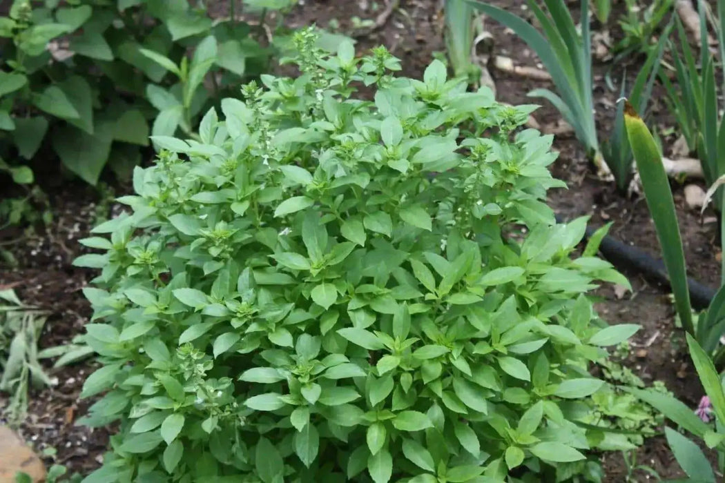 Lemon Basil, Herb Seeds - Caribbean garden seed