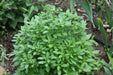 Lemon Basil, Herb Seeds - Caribbean garden seed