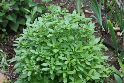 Lemon Basil, Herb Seeds - Caribbean garden seed