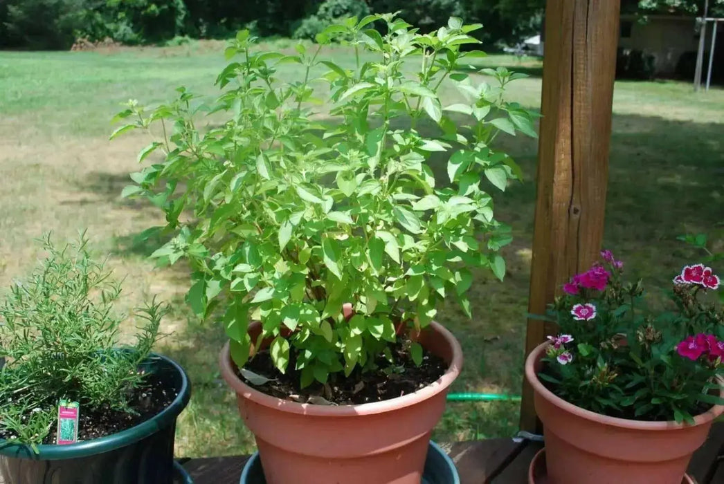 Lemon Basil, Herb Seeds - Caribbean garden seed
