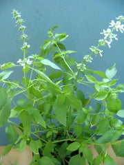 Lemon Basil, Herb Seeds - Caribbean garden seed