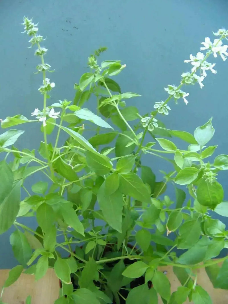 Lemon Basil, Herb Seeds - Caribbean garden seed
