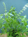 Lemon Basil, Herb Seeds - Caribbean garden seed