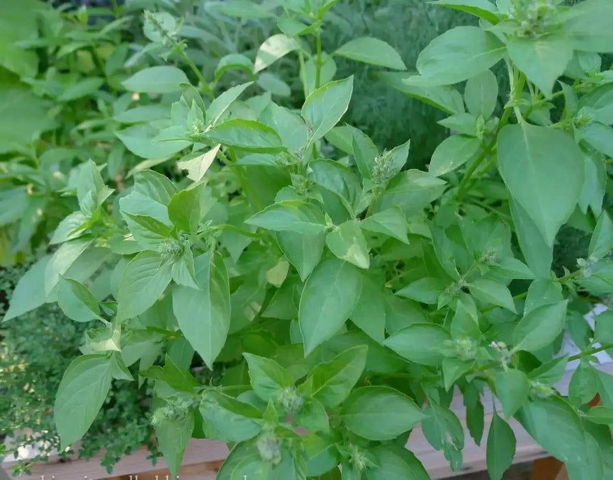 Lemon Basil, Herb Seeds - Caribbean garden seed