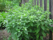 Lemon Basil, Herb Seeds - Caribbean garden seed