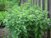 Lemon Basil, Herb Seeds - Caribbean garden seed