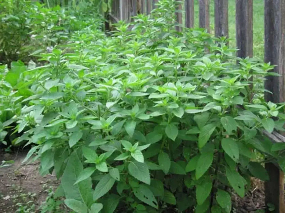 Lemon Basil, Herb Seeds - Caribbean garden seed