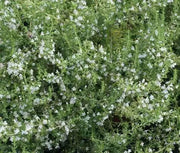 Lemon Savory SEEDS (SATUREJA montana var. citriodora ) Perennial - Caribbean garden seed