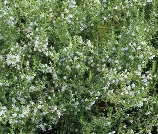 Lemon Savory SEEDS (SATUREJA montana var. citriodora ) Perennial - Caribbean garden seed