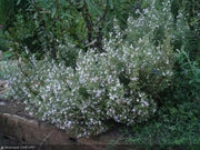 Lemon Savory SEEDS (SATUREJA montana var. citriodora ) Perennial - Caribbean garden seed