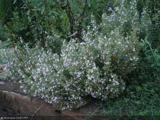 Lemon Savory SEEDS (SATUREJA montana var. citriodora ) Perennial - Caribbean garden seed