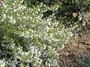 Lemon Savory SEEDS (SATUREJA montana var. citriodora ) Perennial - Caribbean garden seed