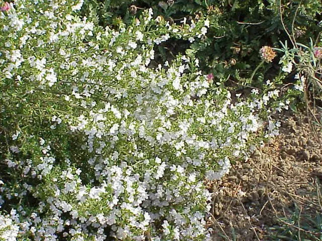 Lemon Savory SEEDS (SATUREJA montana var. citriodora ) Perennial - Caribbean garden seed