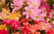 LEWISIA Cotyledon 'Rainbow', award winning, Flowers Seeds, ,Great In Container, Perennial. - Caribbean garden seed