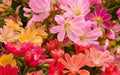 LEWISIA Cotyledon 'Rainbow', award winning, Flowers Seeds, ,Great In Container, Perennial. - Caribbean garden seed