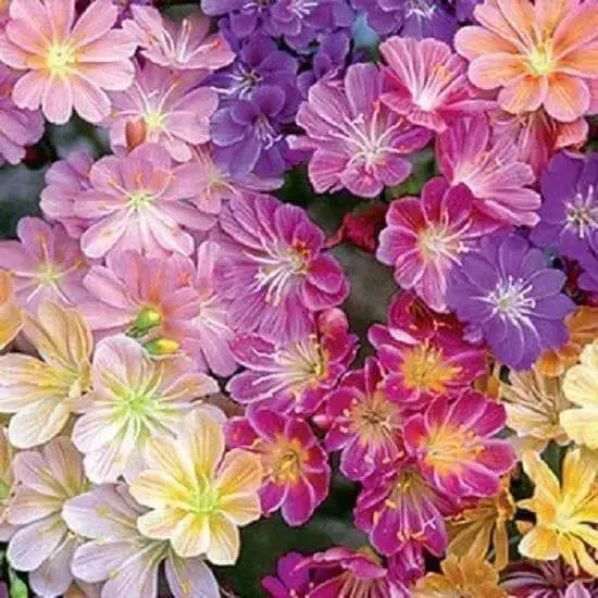 LEWISIA Cotyledon 'Rainbow', award winning, Flowers Seeds, ,Great In Container, Perennial. - Caribbean garden seed