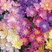 LEWISIA Cotyledon 'Rainbow', award winning, Flowers Seeds, ,Great In Container, Perennial. - Caribbean garden seed