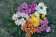 Lewisia "Little Tutti Frutti " yellow-orange, red-purple, pink-white,Flowers Seeds,),Great In Container, Perennial. - Caribbean garden seed