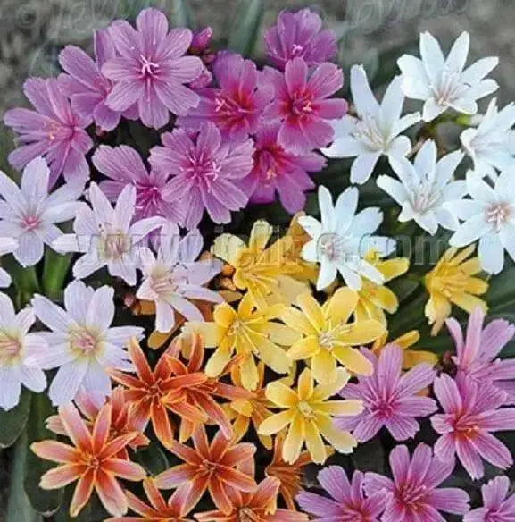 Lewisia "Little Tutti Frutti " yellow-orange, red-purple, pink-white,Flowers Seeds,),Great In Container, Perennial. - Caribbean garden seed