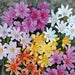 Lewisia "Little Tutti Frutti " yellow-orange, red-purple, pink-white,Flowers Seeds,),Great In Container, Perennial. - Caribbean garden seed