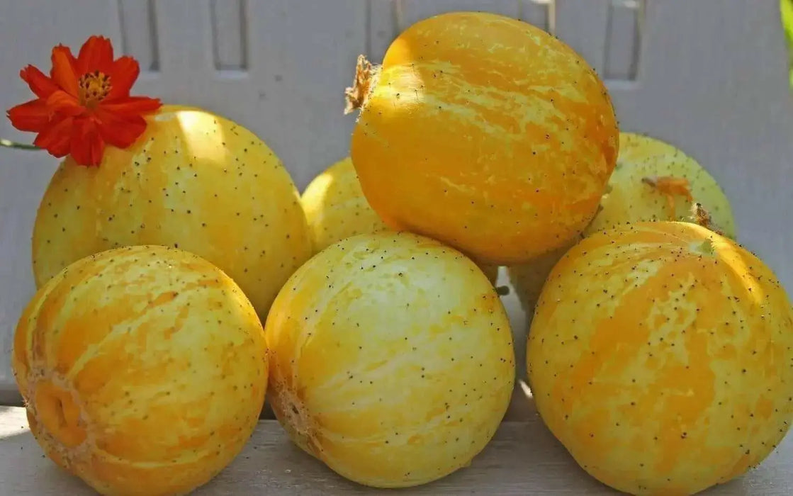 Lemon Cucumber Seeds, Heirloom  , ANNUAL VEGETABLE - Caribbean garden seed