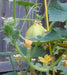 Lemon Cucumber Seeds, Heirloom  , ANNUAL VEGETABLE - Caribbean garden seed