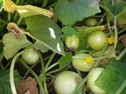 Lemon Cucumber Seeds, Heirloom  , ANNUAL VEGETABLE - Caribbean garden seed
