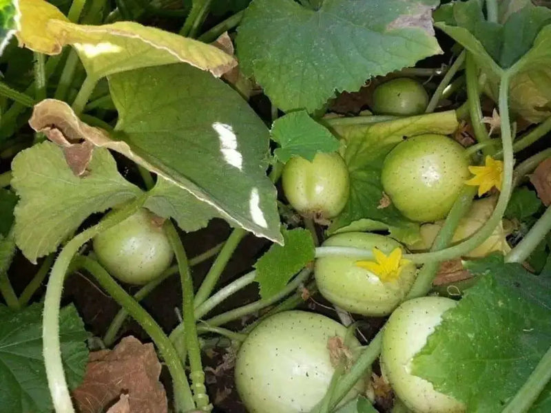 Lemon Cucumber Seeds, Heirloom  , ANNUAL VEGETABLE - Caribbean garden seed