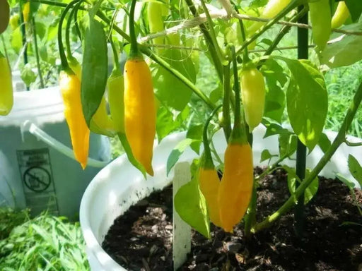 Lemon Drop  ,LIVE PEPPER PLANT ,Capsicum Baccatum - Caribbean garden seed