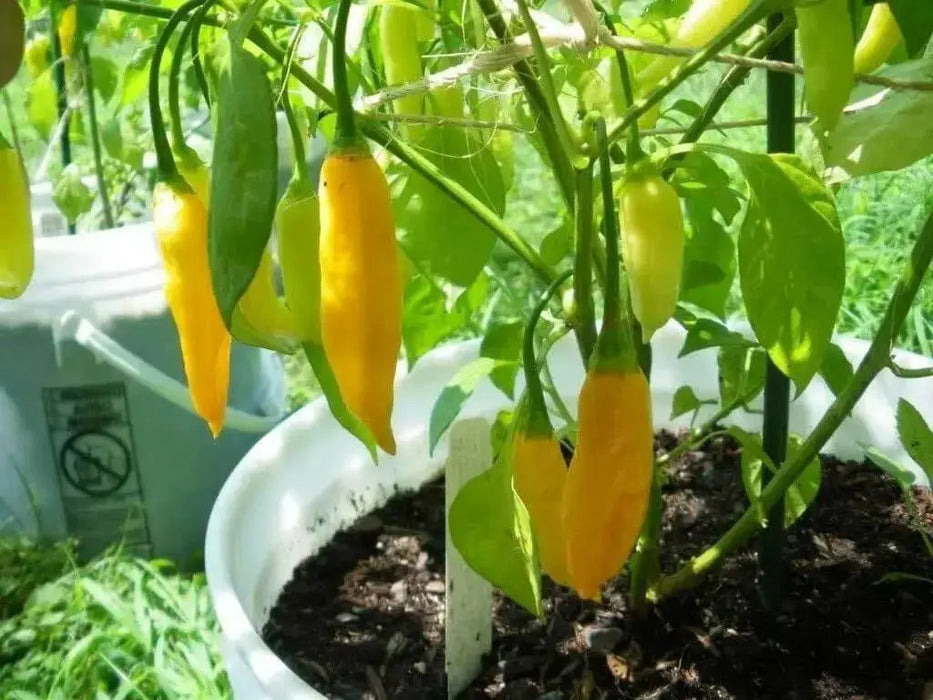 Lemon Drop  ,LIVE PEPPER PLANT ,Capsicum Baccatum - Caribbean garden seed