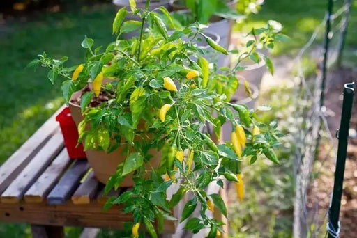 Lemon Drop  ,LIVE PEPPER PLANT ,Capsicum Baccatum - Caribbean garden seed