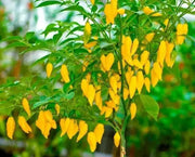 Lemon Drop  ,LIVE PEPPER PLANT ,Capsicum Baccatum - Caribbean garden seed