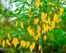 Lemon Drop  ,LIVE PEPPER PLANT ,Capsicum Baccatum - Caribbean garden seed
