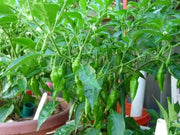 Lemon Drop  ,LIVE PEPPER PLANT ,Capsicum Baccatum - Caribbean garden seed
