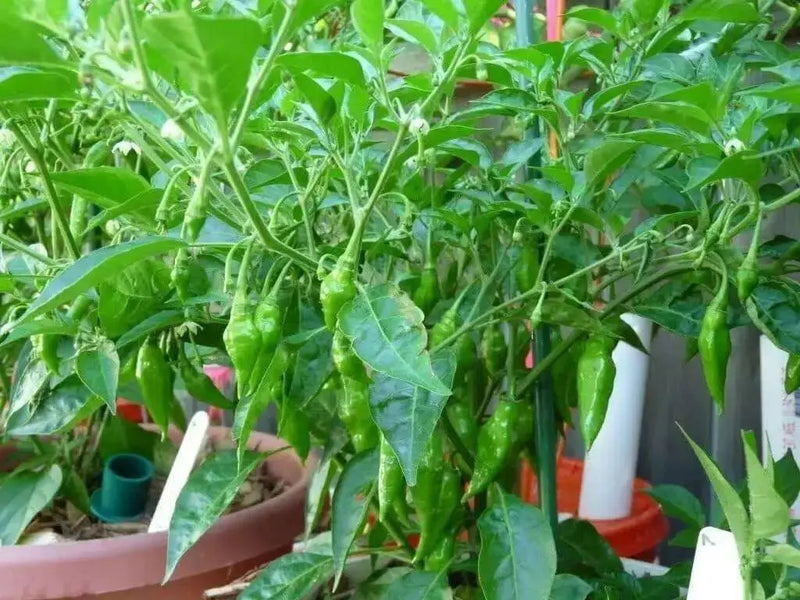 Lemon Drop  ,LIVE PEPPER PLANT ,Capsicum Baccatum - Caribbean garden seed