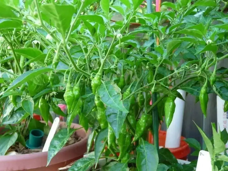 Lemon Drop  ,LIVE PEPPER PLANT ,Capsicum Baccatum - Caribbean garden seed