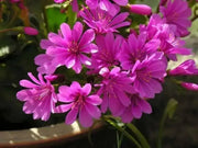 Lewisia Cotyledon Flowers Seeds,Red Purple,Great In Container, Perennial. - Caribbean garden seed