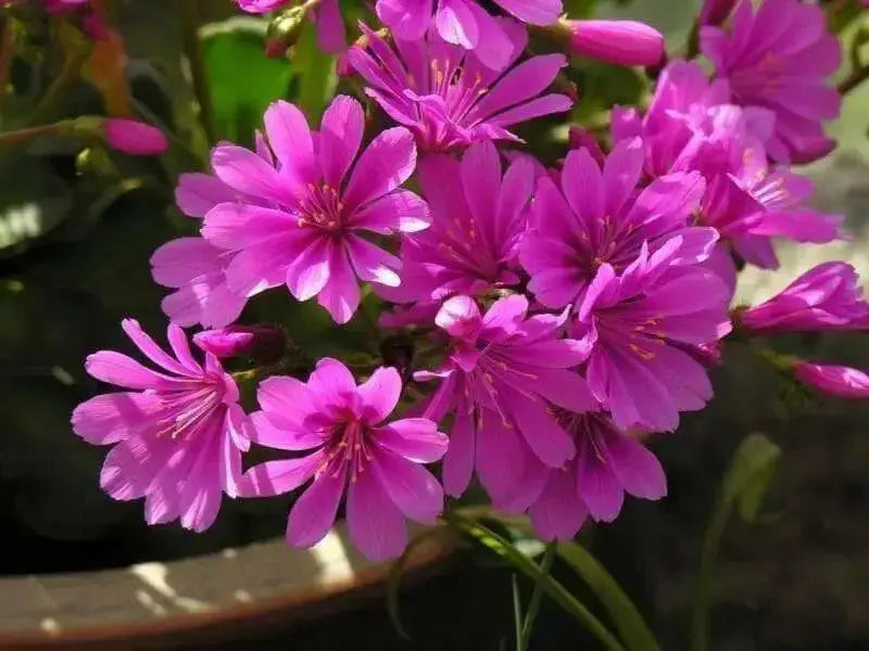 Lewisia Cotyledon Flowers Seeds,Red Purple,Great In Container, Perennial. - Caribbean garden seed