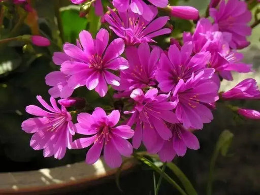 Lewisia Cotyledon Flowers Seeds,Red Purple,Great In Container, Perennial. - Caribbean garden seed