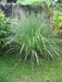 Lemon Grass Herb ( LIVE PLANT) Jamaican Fever grass, Asian Vegetable - Caribbean garden seed
