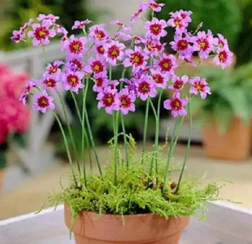 Leucocoryne Andes, Flowers bulbs, RHS Awards - Caribbean garden seed