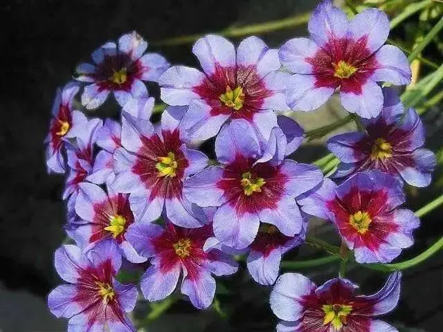 Leucocoryne Andes, Flowers bulbs, RHS Awards - Caribbean garden seed
