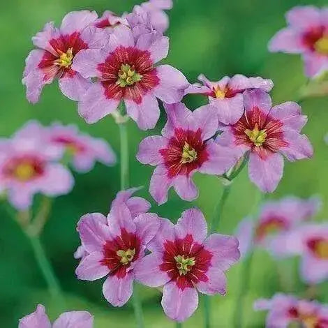 Leucocoryne Andes, Flowers bulbs, RHS Awards - Caribbean garden seed