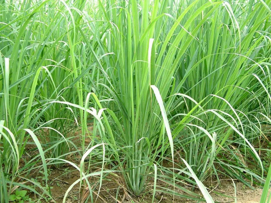 Lemon Grass Herb Seeds - jamaican Fever grass - Caribbean garden seed